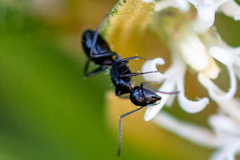 Camponotus werthi