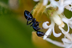 Camponotus werthi