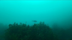 Nemadactylus macropterus