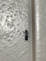 Pemphredonina