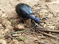 Meloe proscarabaeus