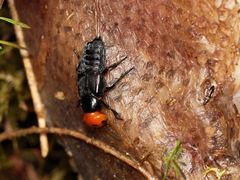 Creophilus erythrocephalus