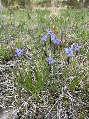 Needle-tipped Blue-eyed-grass (Sisyrinchium mucronatum)