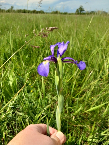 Seashore iris (Iris spuria)