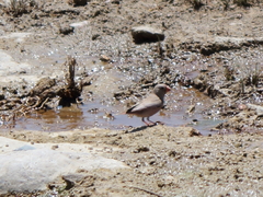 Bucanetes githagineus