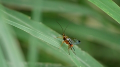 Echthromorpha agrestoria