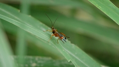 Echthromorpha agrestoria