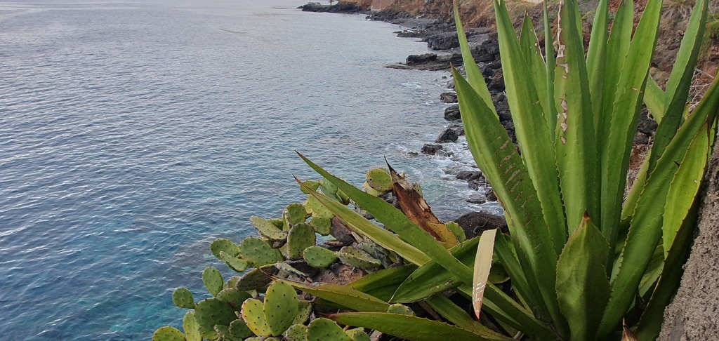 Foto de Piteira