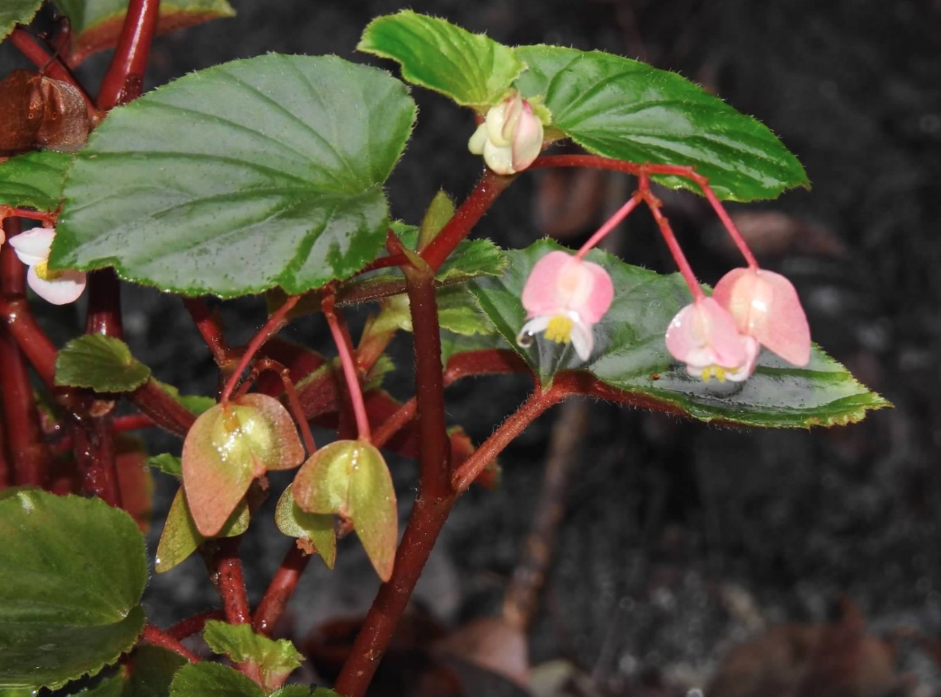 Pichón (Begonia cucullata) · NaturaLista Colombia