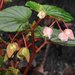 Wax Begonia - Photo (c) Alan Kwok (King Lun), Ada Tai (Ah Heung), some rights reserved (CC BY-NC), uploaded by Alan Kwok (King Lun), Ada Tai (Ah Heung)