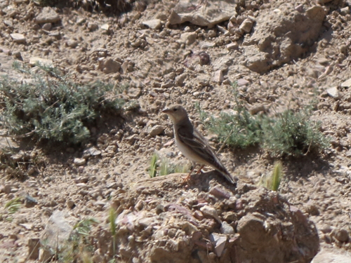 Carpospiza brachydactyla
