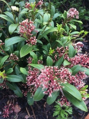 Skimmia