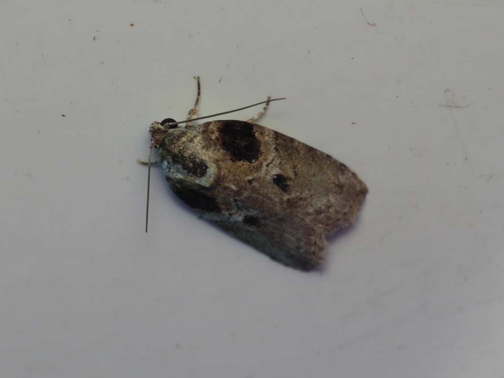 Garella scoparioides