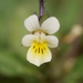 Viola arvensis - Photo (c) Alexis,  זכויות יוצרים חלקיות (CC BY), uploaded by Alexis