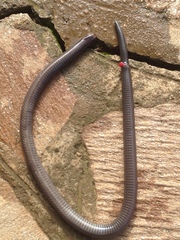 Amblyodipsas polylepis