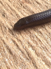 Amblyodipsas polylepis