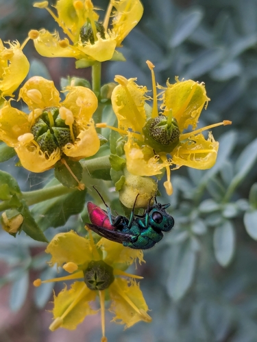Chrysura simplex