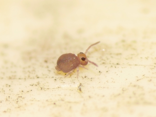 Garden Springtail, photo 6 of 10