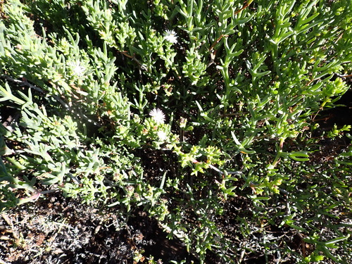 Ruschia multiflora, photograph 3