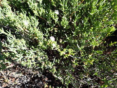 Ruschia multiflora, photograph (c) Nicola van Berkel, some rights reserved (CC BY-SA)