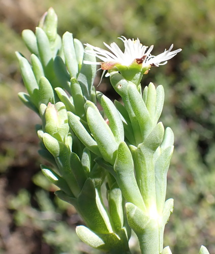 Ruschia multiflora, photograph 2