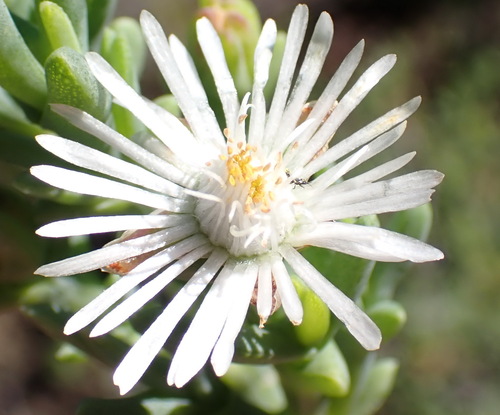 Kraal Tentfig (Ruschia multiflora)