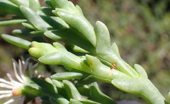 Ruschia multiflora, photograph (c) Nicola van Berkel, some rights reserved (CC BY-SA)