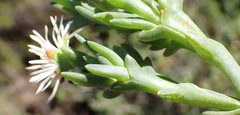 Ruschia multiflora, photograph (c) Nicola van Berkel, some rights reserved (CC BY-SA)
