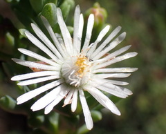 Ruschia multiflora, photograph (c) Nicola van Berkel, some rights reserved (CC BY-SA)