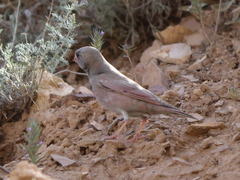 Bucanetes githagineus