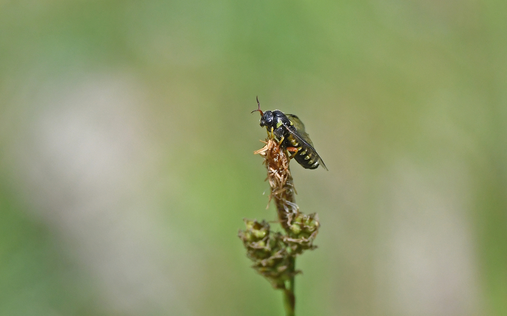 Gilpinia laricis