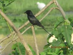 Dicrurus macrocercus