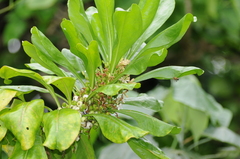 Scaevola taccada taccada