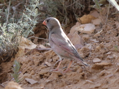 Bucanetes githagineus