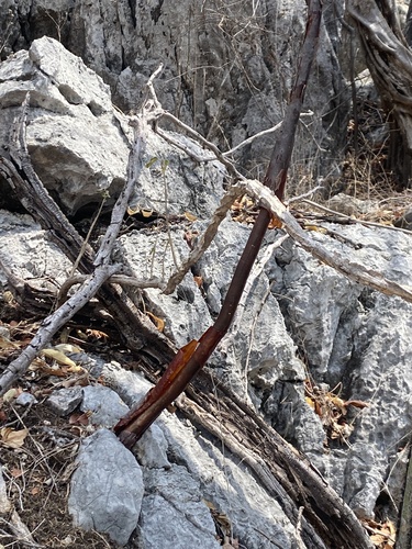 Bursera kerberi, photograph 4