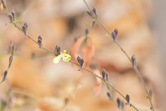 Henrya insularis