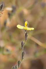 Henrya insularis