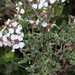 Cape Snow Bush - Photo (c) Gigi Laidler, some rights reserved (CC BY-NC), uploaded by Gigi Laidler
