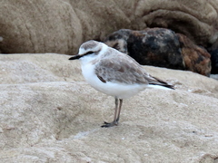 Charadrius marginatus marginatus