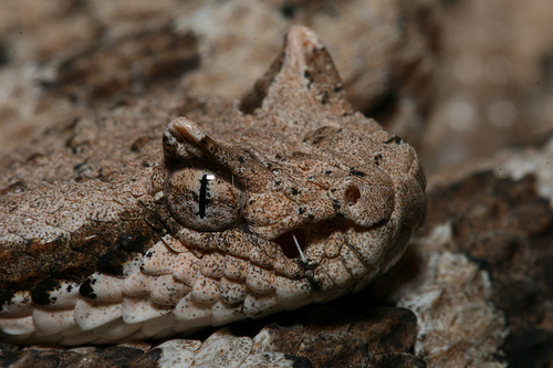 Sonoran Desert Sidewinder