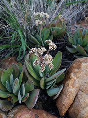 Crassula swaziensis