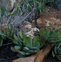 Crassula swaziensis