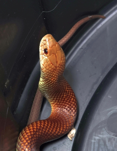 Mulga Snake sighting