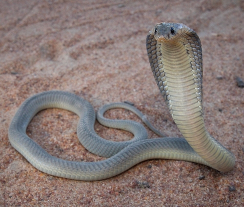 Banded Cobra, Naja annulifera