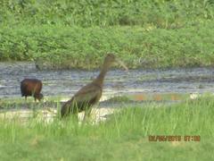 Plegadis falcinellus