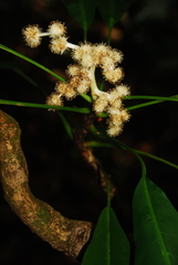 Meryta macrophylla