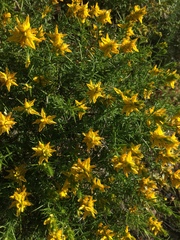 Genista hirsuta