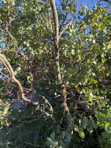 Image of Lycium boerhaviifolium by no rights reserved