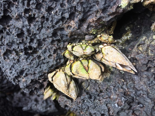 Pollicipedidae