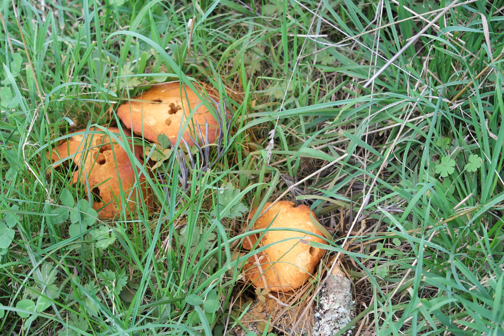 Gymnopilus junonius image